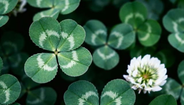 Four-Leaf Clover Standing Out Among Patterned Three-Leaf Clovers with White Clover Blossom