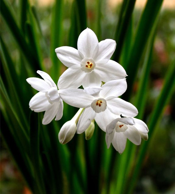 This close-up depicts a cluster of white Narcissus flowers in full bloom against a backdrop of long green stems. Perfect for use in floral designs, gardening websites, or spring-themed marketing materials.