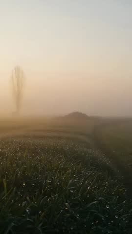Sunrise lifting morning fog over dewy field with glowing poplar tree | Vertical video