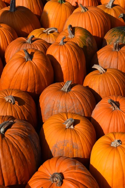 High angle view of multiple orange pumpkins basking in sunlight. Perfect for Halloween designs, autumn displays, seasonal decoration, agriculture and farming promotions, and festive event marketing materials.