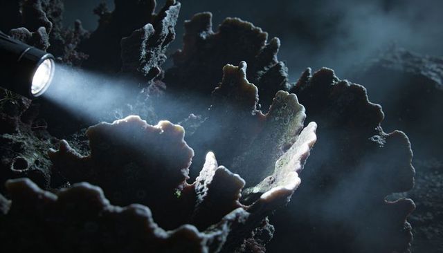 Diver torch illuminating plate coral formation with suspended silt on dark reef