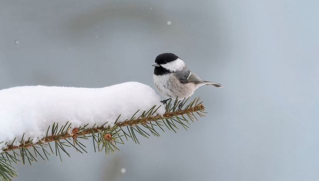 Perching black-capped chickadee bobbing on snowy fir branch with pine needles and buds
