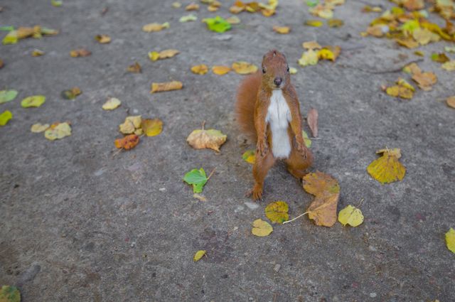 Red squirrel standing on ground with fallen leaves in an autumn setting. Great for nature themes, wildlife blogs, educational materials on animal behavior, autumn-themed projects, or environmental campaigns.