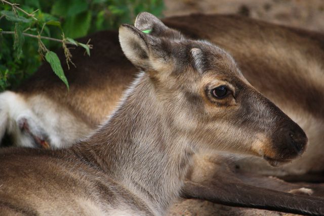 Young reindeer resting on the ground, capturing details of its soft fur and calm demeanor. Useful for nature magazines, wildlife conservation content, animal behavior studies, or educational materials about reindeer.