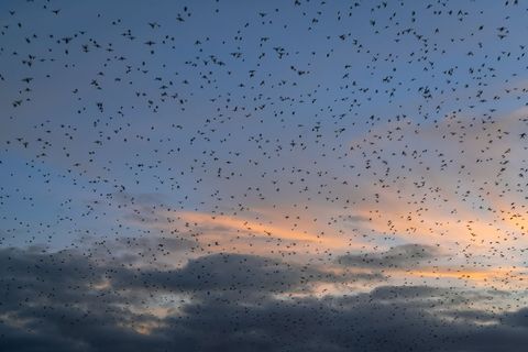 Flock of Birds Flying at Dusk Amidst Beautiful Clouds