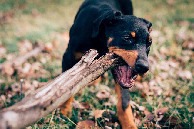 Puppy chewing on a stick outdoors in a park with fallen leaves on the ground. This image can be used to highlight themes of playfulness, nature, and pet training. It is ideal for pet care products, veterinarian services, and outdoor activity promotions.
