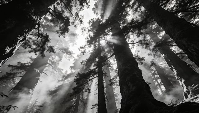 Monochrome Misty Giant Conifers Reaching Sky with Sunbeams Piercing Forest Canopy