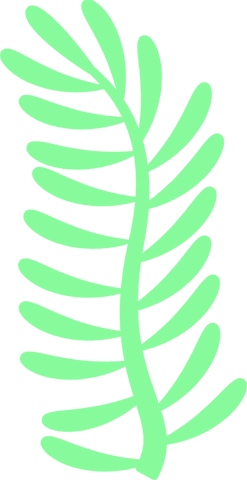 Minimalist green fern frond illustration on transparent background