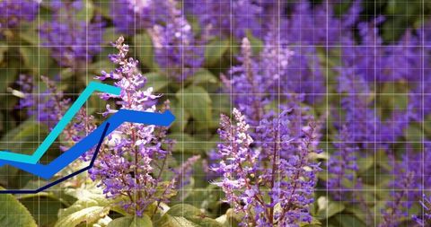 Blooming purple flower spikes featuring teal and navy arrow chart overlay with grid bokeh