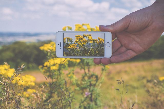 Focusing on a hand holding a smartphone in a scenic outdoor setting. The smartphone screen displays a close-up of yellow flowers, emphasizing the contrast between the digital image and the natural backdrop. Ideal for themes related to technology, nature conservation, photography enthusiasts, or digital versus real-world visuals.