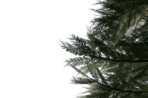 transparent pine tree branches isolated for nature projects - Download Free Stock Videos Pikwizard.com