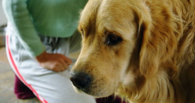 Close-up of a golden retriever sitting indoors next to a person, showcasing the pet's calm and gentle demeanor. Suitable for articles or advertisements about pet care, companionship, dog breeds, calming pets, or indoor pet activities. Ideal for use in storytelling about the special bond between pets and their owners.
