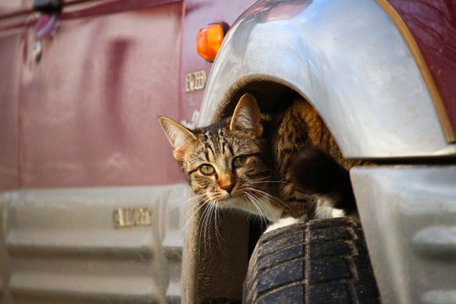 Curious Tabby Cat Sitting Inside Car Wheel Arch Outdoors - Download Free Stock Photos Pikwizard.com