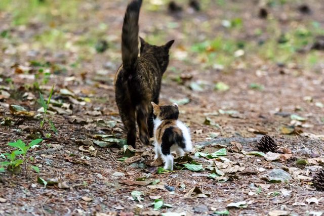 This harmonious nature scene shows a mother cat guiding her small kitten through the forest. Ideal for concepts of maternal care in the animal kingdom, wildlife photography, and cute animal compilations. Perfect for use in websites, articles, blogs, and presentations focused on animals, nature, and parenting.