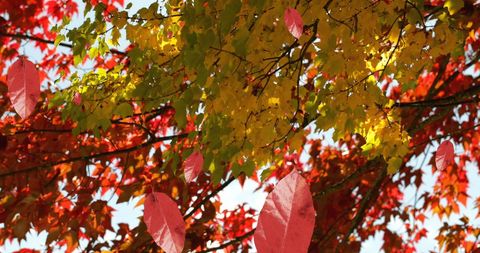 Vibrant Autumn Leaves in Red and Yellow Hues - Download Free Stock Images Pikwizard.com