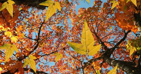 Golden Maple Leaves During Vibrant Autumn Fall - Download Free Stock Images Pikwizard.com