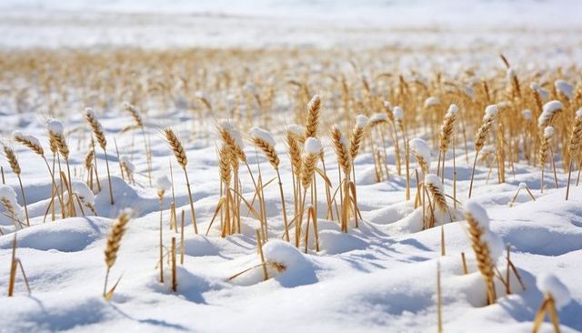 Golden wheat stubble standing through fresh snow on sunlit winter field