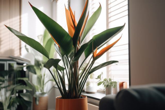 Bird of Paradise plant with vibrant orange flowers in a sunlit living room. Suitable for articles on indoor gardening, home decor inspiration, modern interior design, or plant care tips. Ideal for blogs, magazines, or social media content focusing on home interiors, greenery trends, and creating a cozy living space.