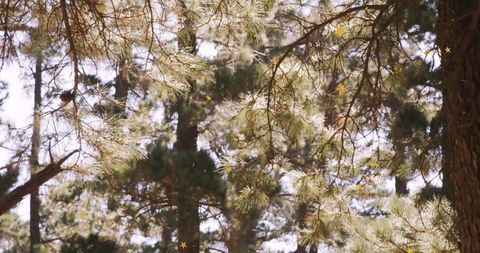 Sunlight filtering through pine trees creating star highlights