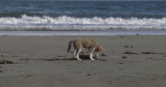 Cute dog digging in the sand on the beach