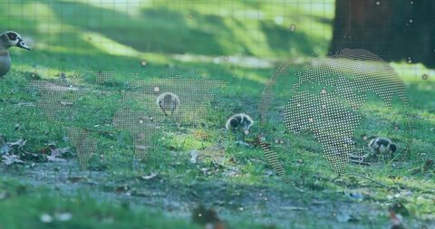 Goslings Foraging with Global Overlay in Serene Park