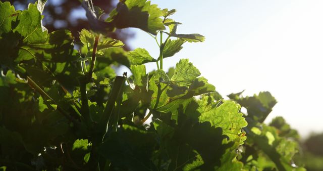 Green leaves basking in sunlight with a faint background silhouette. Ideal for nature-themed projects, gardening promotions, eco-friendly content, or peaceful backgrounds.