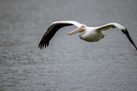 White pelican gliding low over rippled water with dramatic wingspan