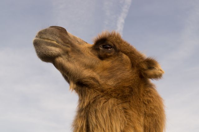 Llama Ungulate Camel - Download Free Stock Photos Pikwizard.com