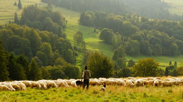 Shepherd With Sheep On The Field In Mountains. Farming and agriculture concept