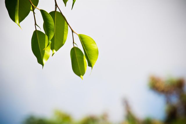 Green leaves hanging from a branch illuminated by sunlight against a clear sky. Perfect for themes of nature, freshness, growth, and outdoor beauty. Ideal for use in environmental websites, nature blogs, posters, and wellness-themed projects.