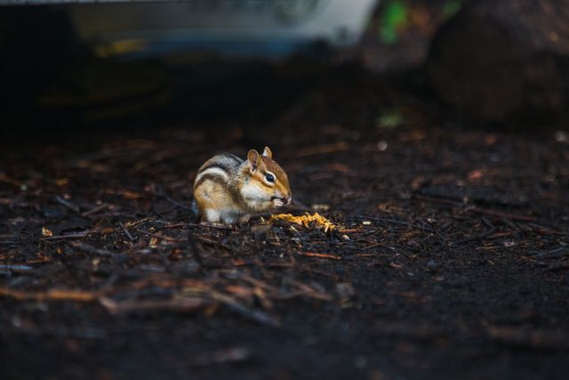 Chipmunk Foraging on Forest Floor with Mulch - Download Free Stock Photos Pikwizard.com