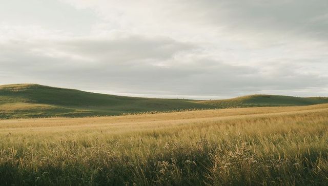 Swaying Golden Grass and Rolling Green Hills Under Moody Cloudy Sky, Expansive Meadow