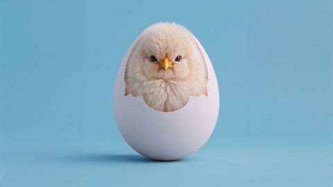 Cartoon chicken emerging from eggshell against blue background