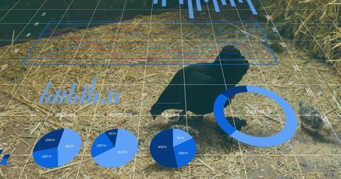Overlay of data visualization on barnyard crow and chicks
