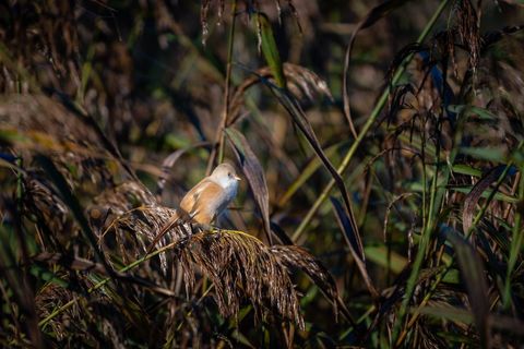 Bearded reedling perched among autumn reeds