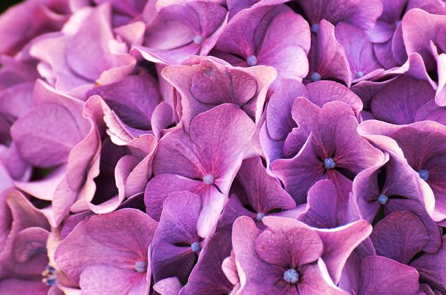 This vibrant close-up of purple hydrangea petals displays the intricate details and colors of the flower. It can be used for floral or gardening websites, nature blogs, backgrounds, greeting cards, or home decor inspiration.