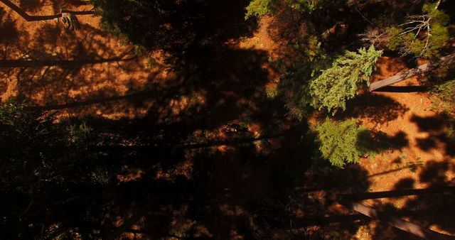 Aerial View of Dense Forest with Sunlit Shadows and Pathway - Download Free Stock Images Pikwizard.com