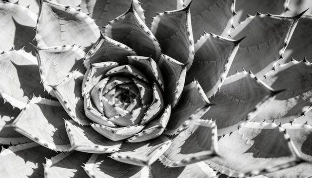 Monochrome agave rosette closeup showing spiral leaves and sharp spines, geometric texture