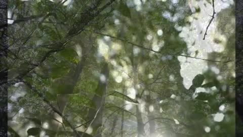 Sunlight and Bokeh Effect in Lush Forest Canopy