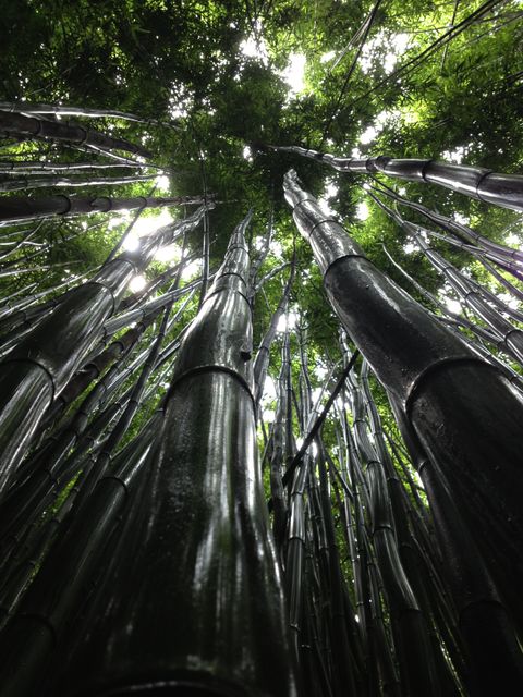 Shows lush bamboo trees from a bottom-up view, perfect for depicting natural beauty, tranquility, or Asian-themed designs. Useful as backdrop for nature documentaries, eco-friendly projects, and exotic travel promotions.