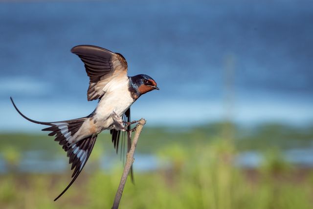 Barn Swallow Perching on Thin Branch by Lake - Download Free Stock Photos Pikwizard.com
