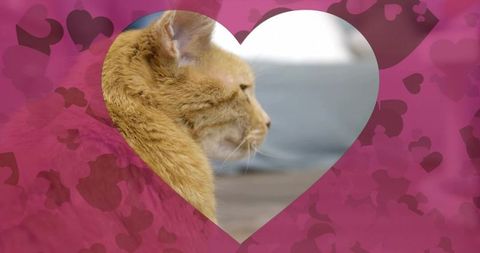 Orange tabby cat in heart frame with romantic background