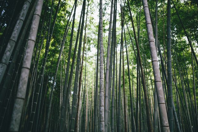Capturing tall bamboo stalks creating a serene green forest with natural light filtering through. Perfect for backgrounds, nature themes, relaxation visuals, and environmental conservation content.