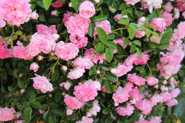 Abundant Blooming Pink Roses in Garden - Download Free Stock Photos Pikwizard.com