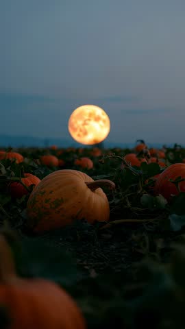 Rising Full Moon Illuminating Pumpkin Field at Dusk — Vertical Autumn Twilight Video