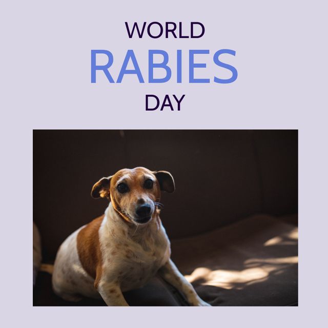 Use this image to promote World Rabies Day, emphasizing the importance of spreading rabies awareness, pet health, and safety. The concerned-looking dog on the couch captures attention, making an emotional appeal to pet owners and animal lovers to learn about and contribute to rabies prevention efforts.