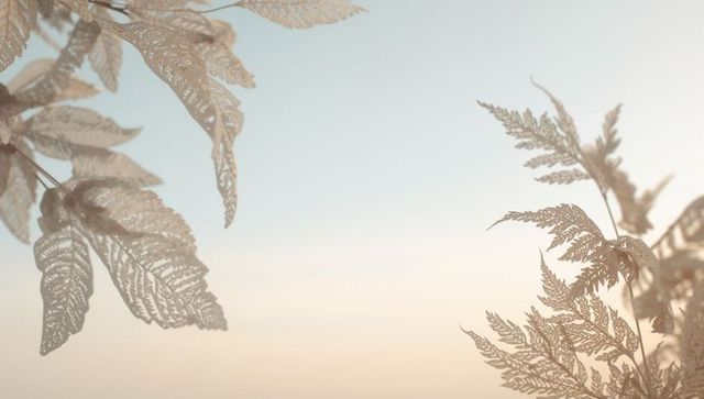Delicate filigree leaves framing pastel sunrise sky minimalist canopy