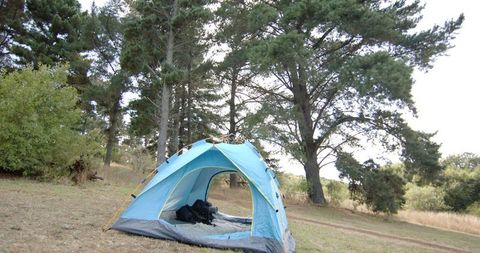 Blue Camping Tent Amongst Tall Serene Forest Trees