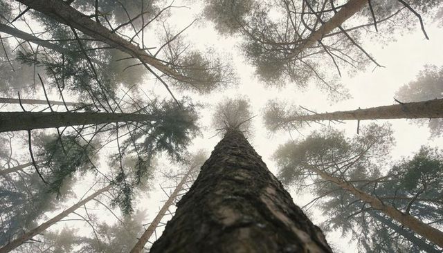 Looking up through foggy pine canopy reaching sky with towering conifer trunks and misty atmosphere