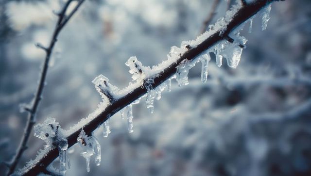 Close-up of frost and icicles on tree branch in winter
